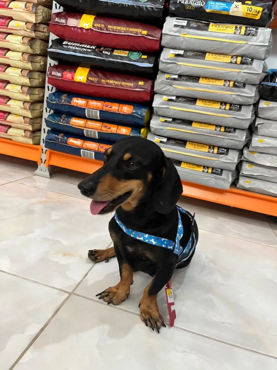 PROCURA-SE NAMORADA dachshund/ salsinha  - Foto 2