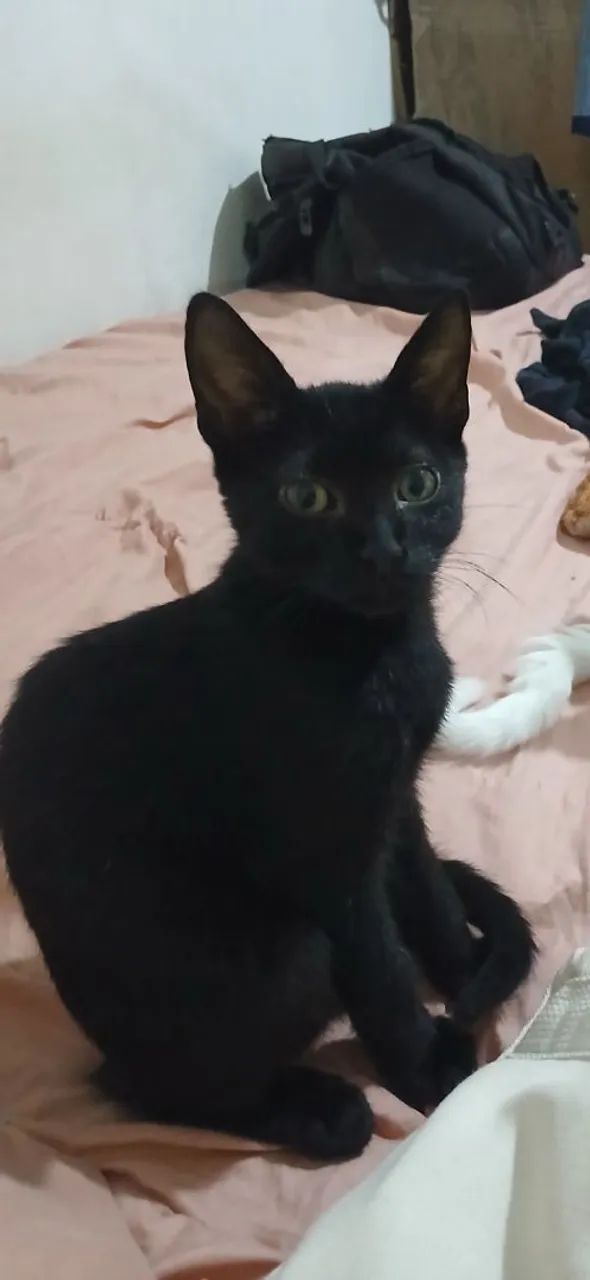 GATA PARA DOAÇÃO - Foto 2