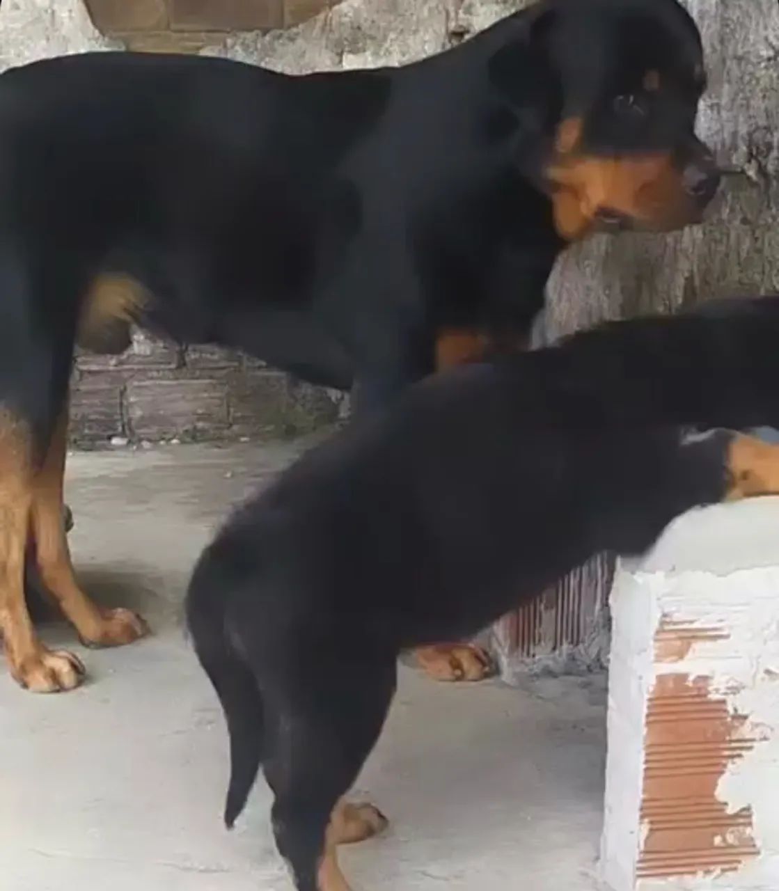 Rottweiler 