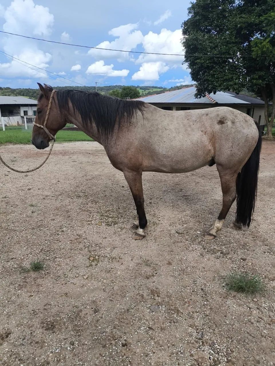 Cavalo crioulo com manga larga  - Foto 2