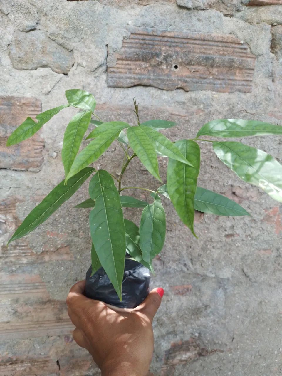 Muda de  pintoba  - Foto 3