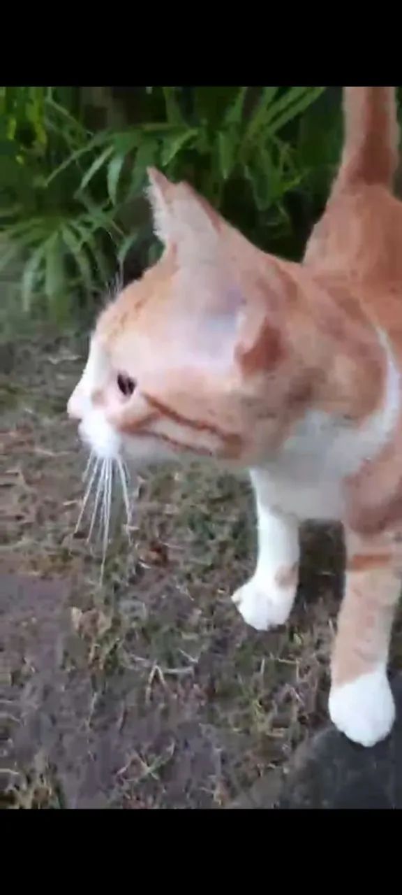 Gato para adoção - Foto 4