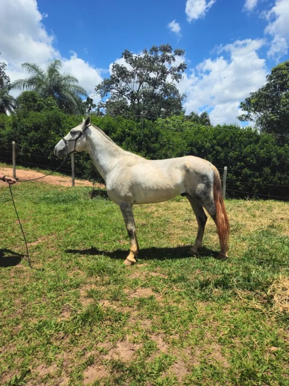 Cavalo Tordilho garanhão