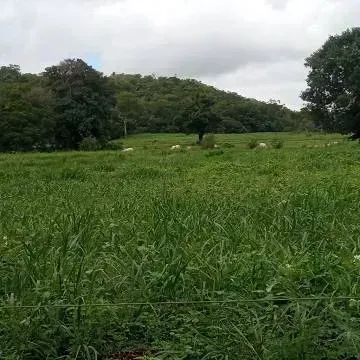 Fazenda de 42ha. em Bandeirantes - Foto 4