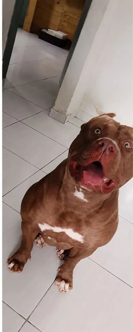 Pit monst com pedigree  - Foto 3