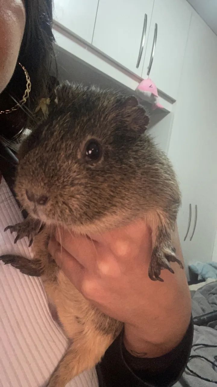 Doa-se porquinho da índia  - Foto 2