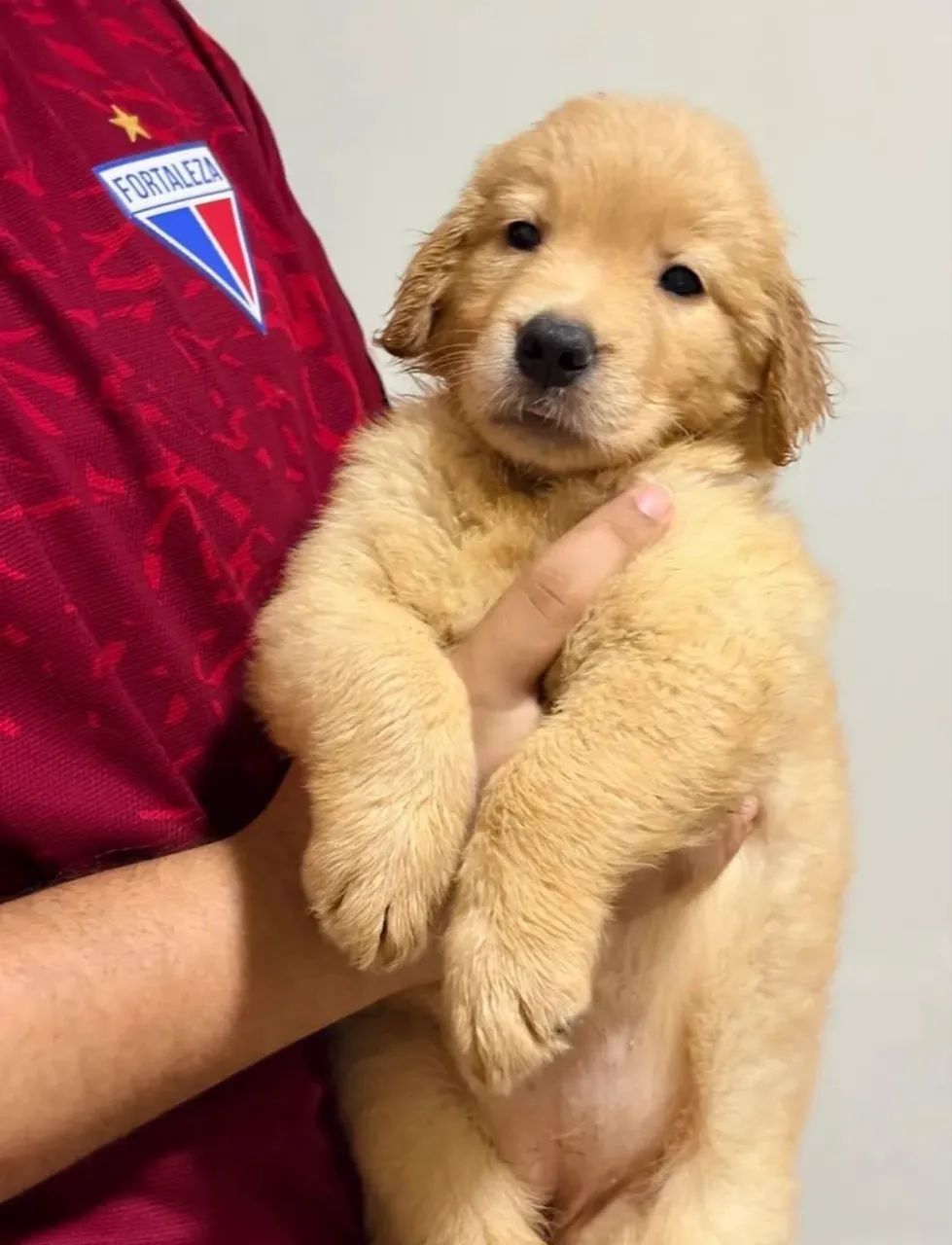 Golden Retriever - Foto 2