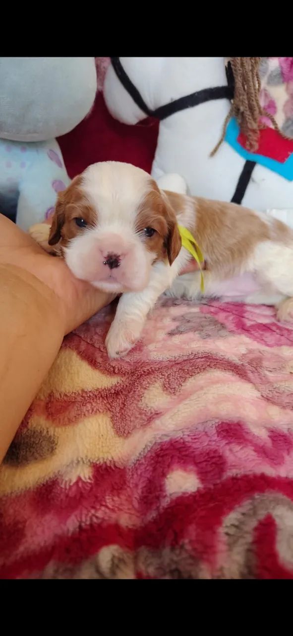 Cavalier king Charles - Foto 2