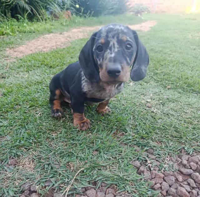 Cachorro dashsund macho (salsicha)
