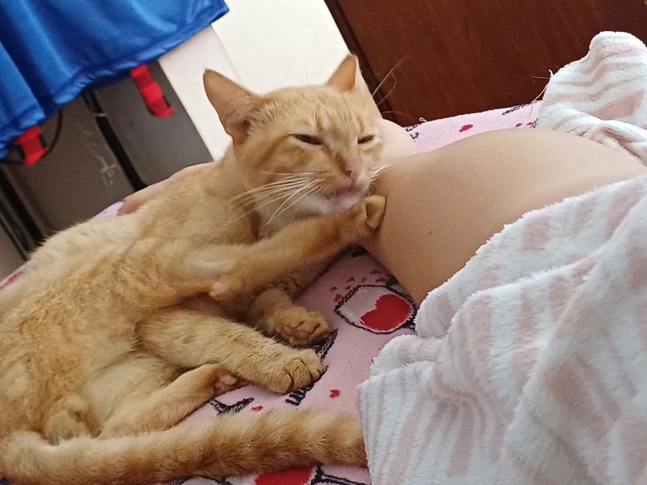 Gatos para adoção  - Foto 4
