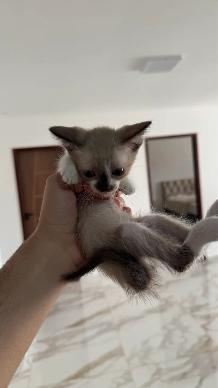 Gatinhos para doação - Foto 3