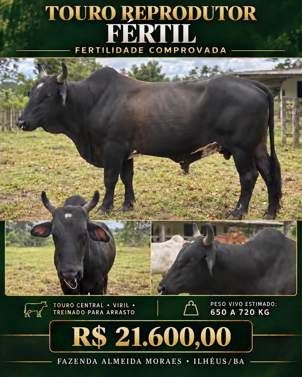 VENDO TOURO REPRODUTOR 