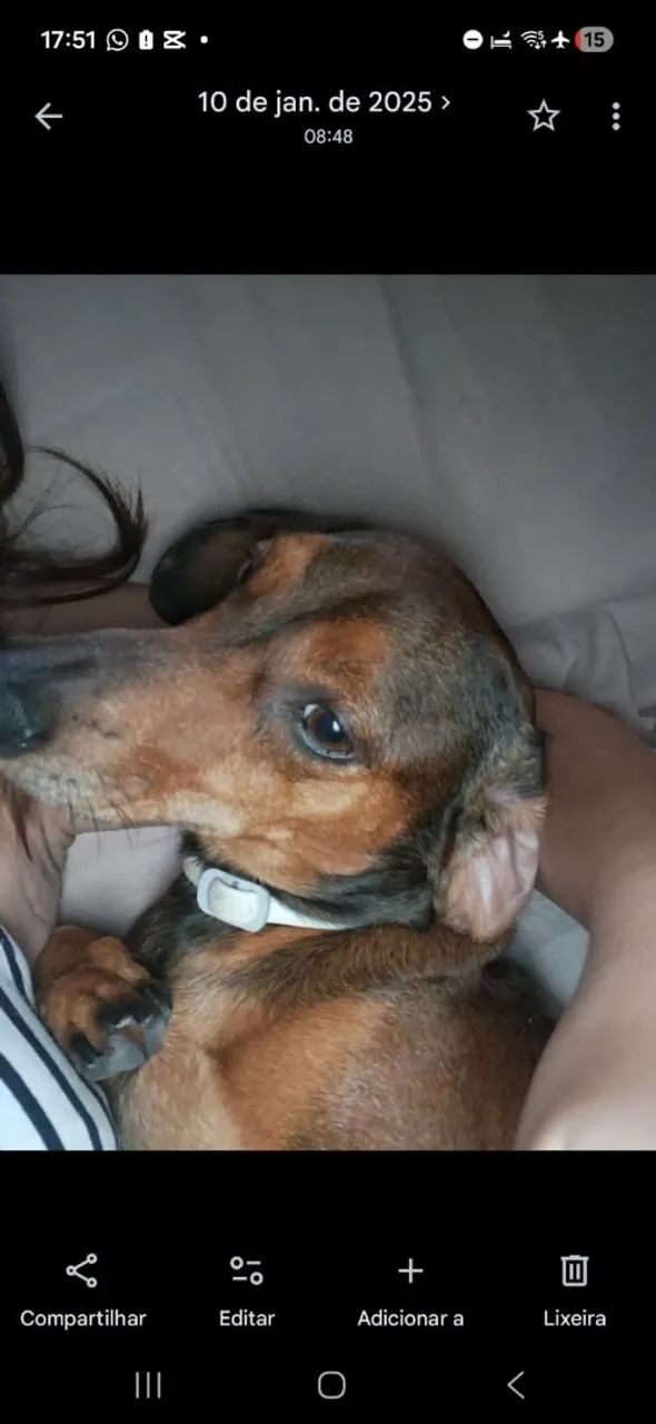 Cachorro perdido - Foto 4