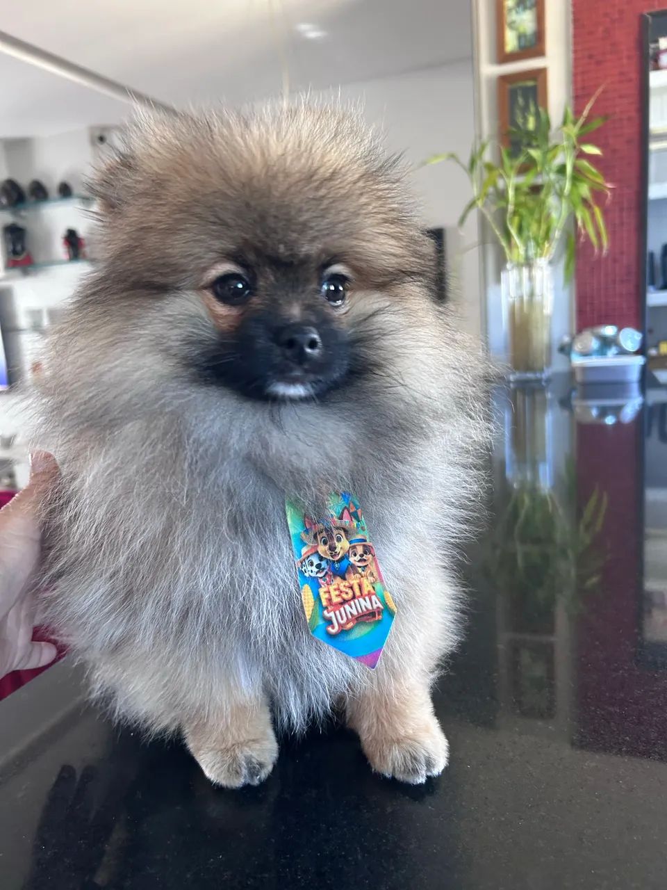 Spitz alemão ( Lulu)