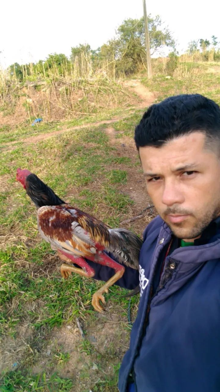 Galo Indio - Foto 3