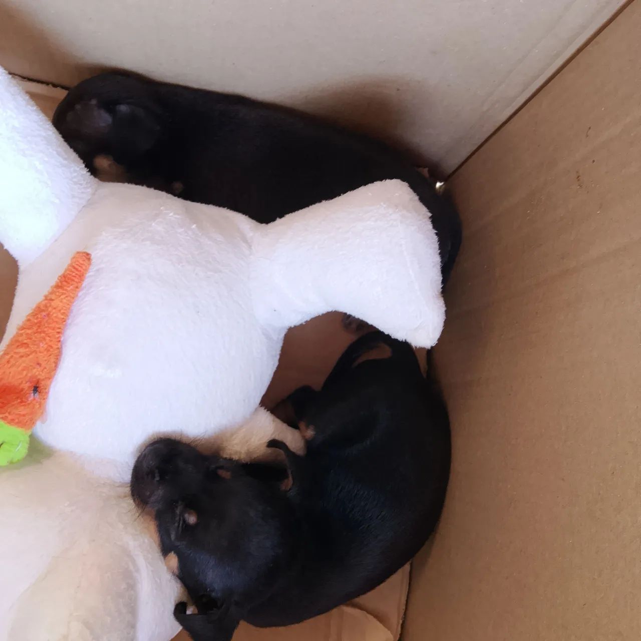 Cachorrinho pinscher 
