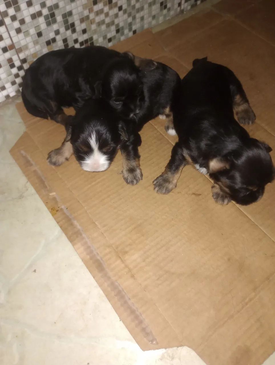 Cachorro yorkshire  - Foto 2
