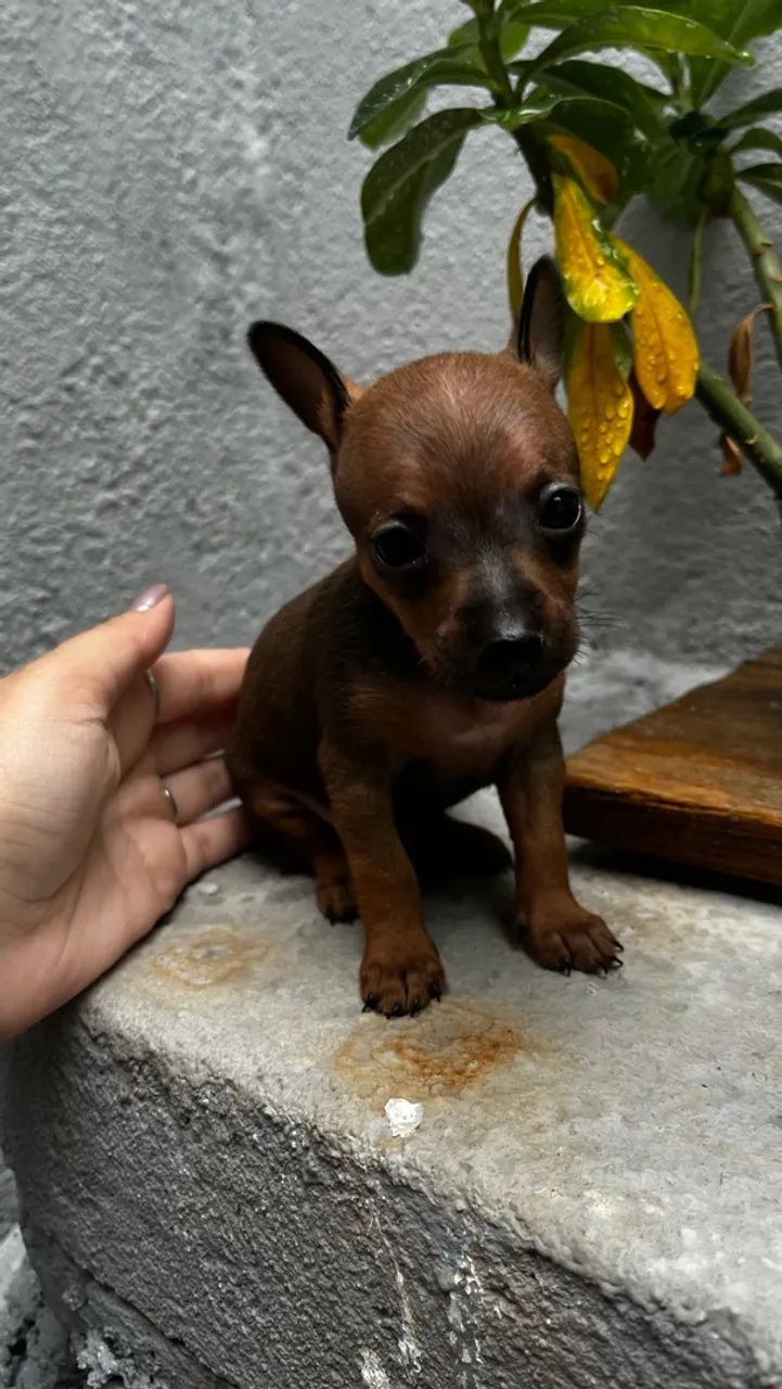 Pinscher  - Foto 5