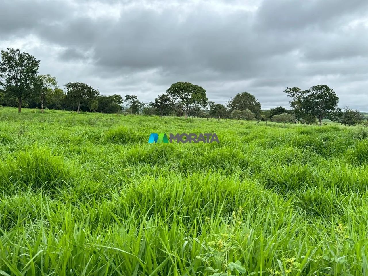 FAZENDA À VENDA - 97 HECTARES - CURVELO (MG) - Foto 2