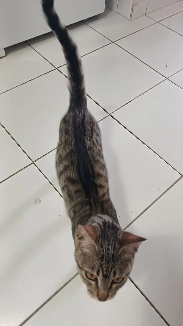 DOANDO  GATA ...esta Sitio cercado.. - Foto 5
