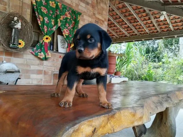 Rottweiler - Linhagem Funcional - Foto 2