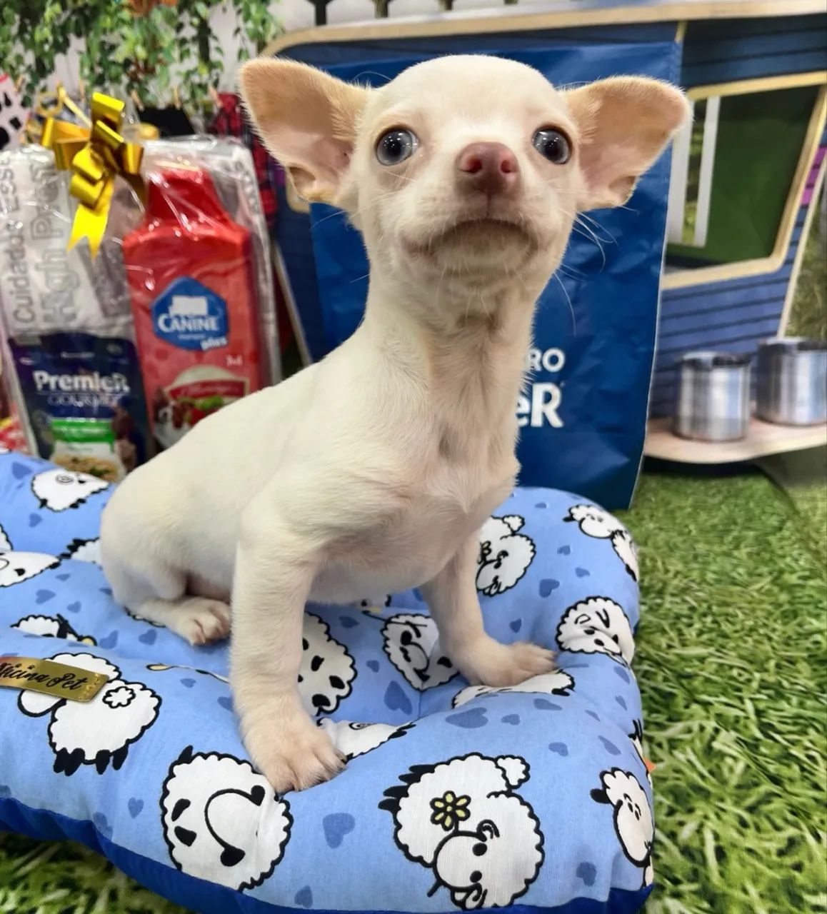 Filhote de Chihuahua macho - Branco  - Foto 3