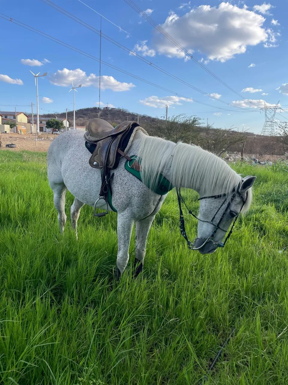Vendo cavalo de vaquejada 