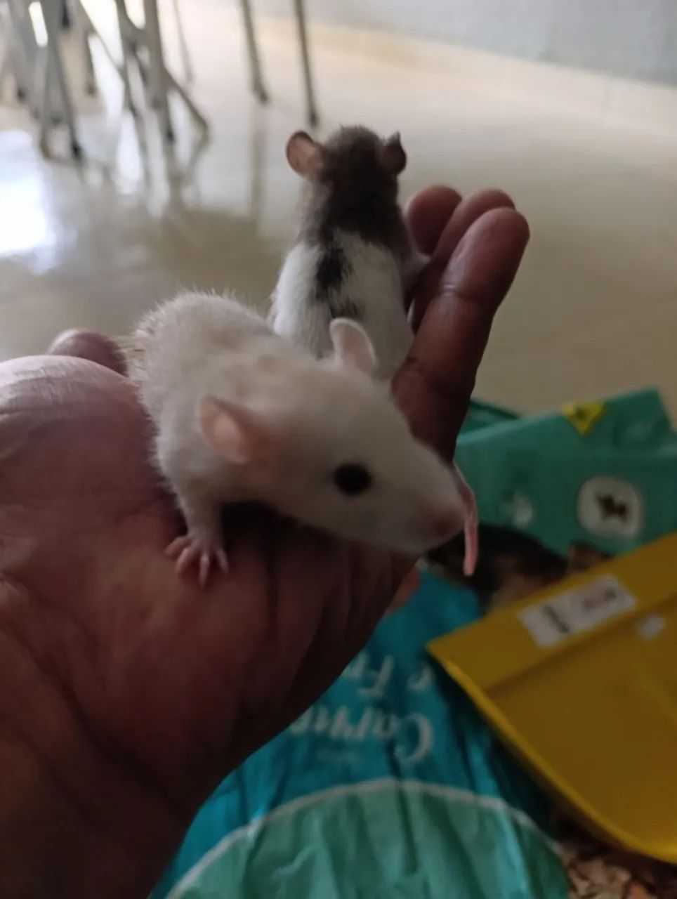 Rato twister  - Foto 2