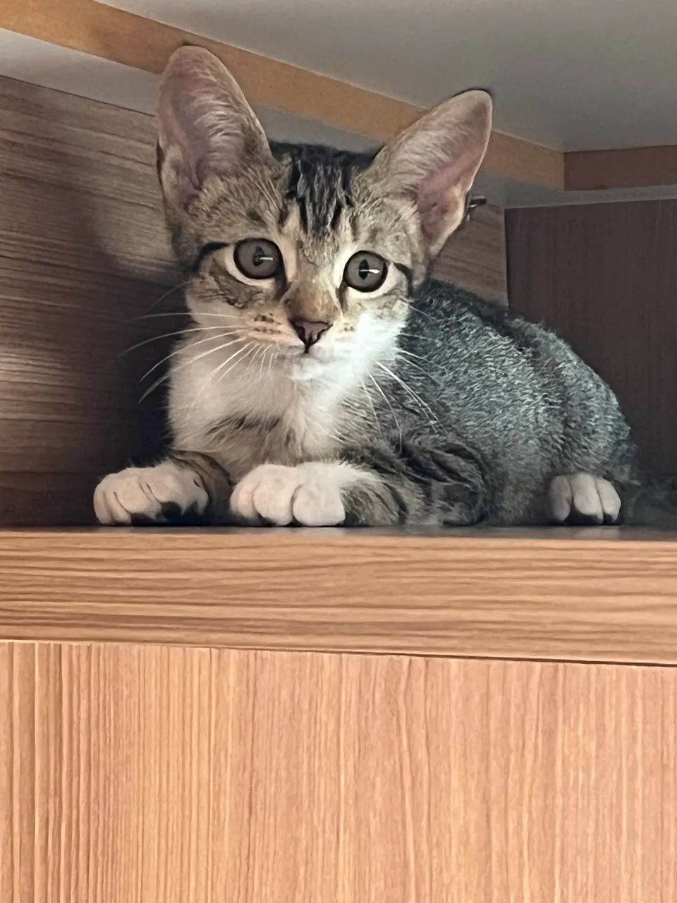 Gata tigradinha - Foto 4