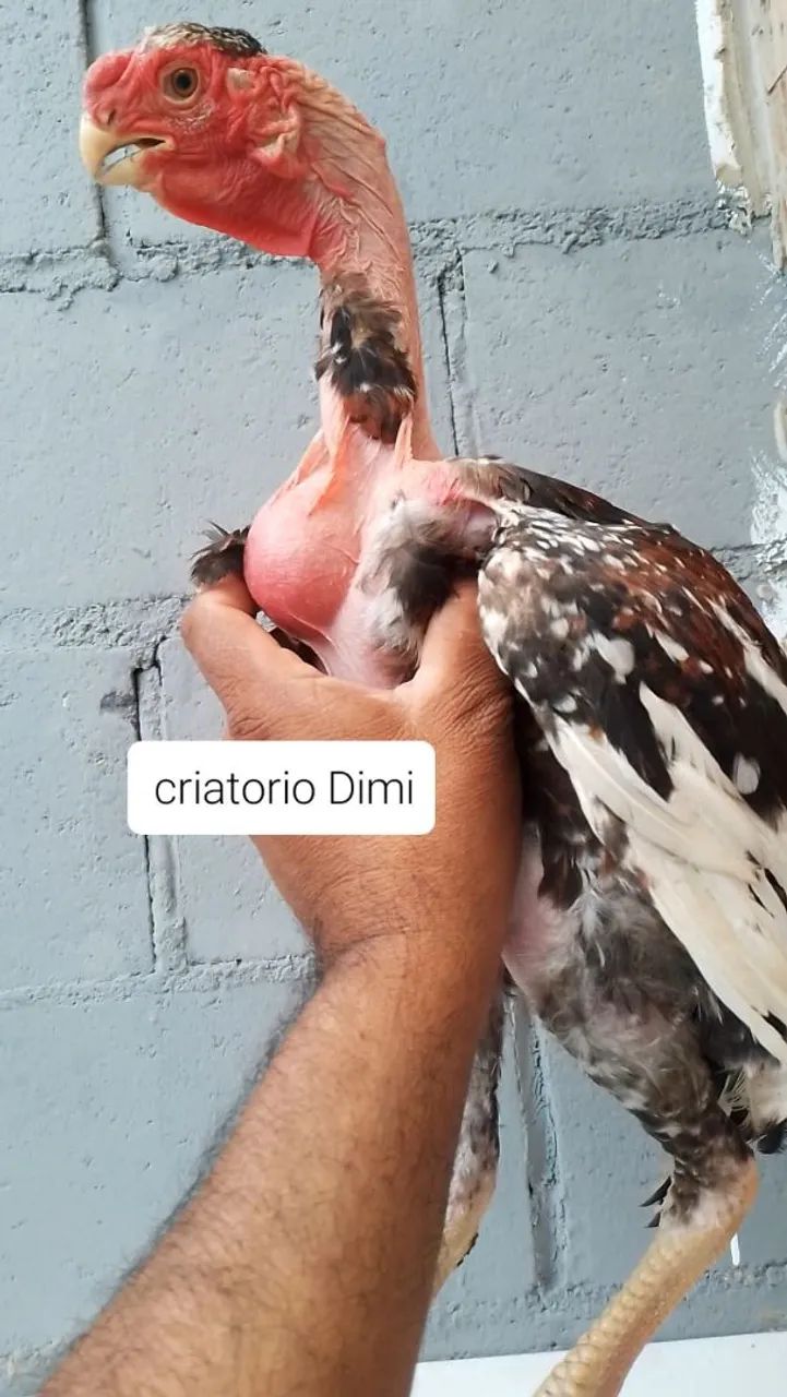 Bico curto  - Foto 2