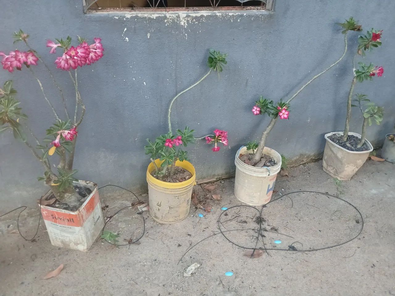 Vende-se 4 rosas do deserto  - Foto 5