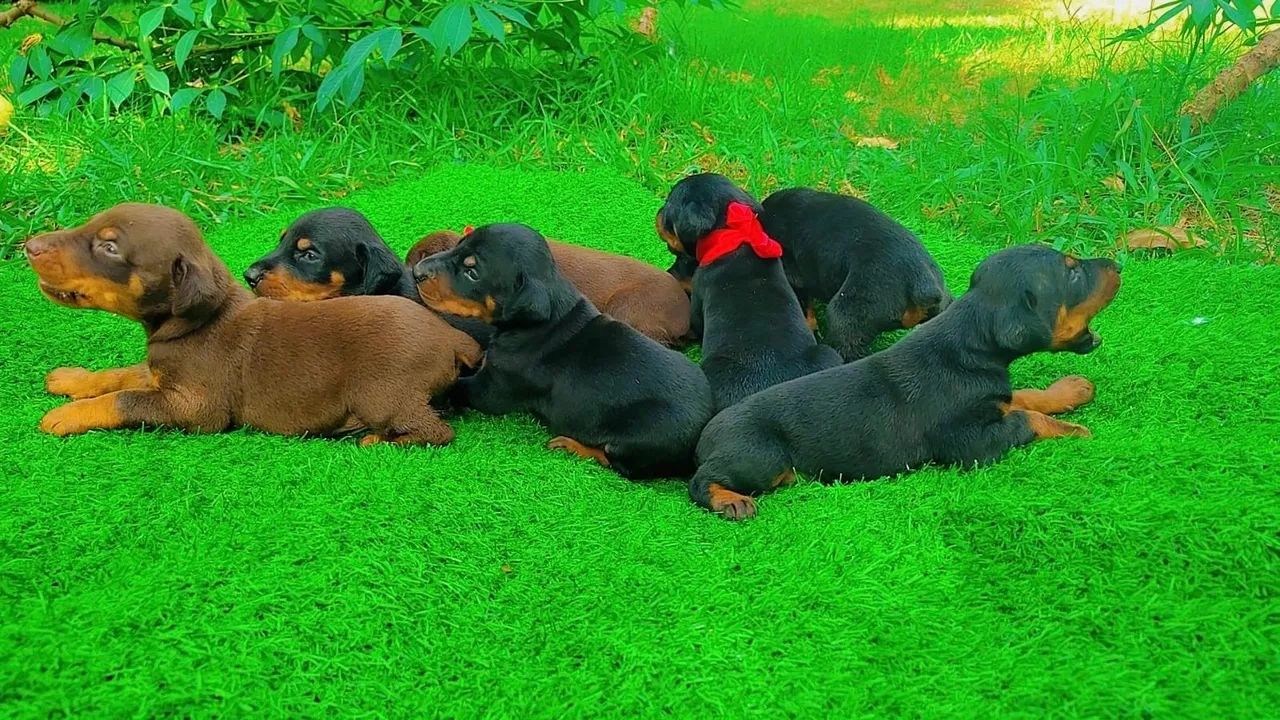 FILHOTES DE DOBERMAN  - Foto 3