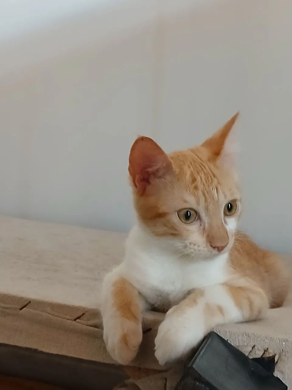 Gatinho Adote um Amigo  - Foto 3