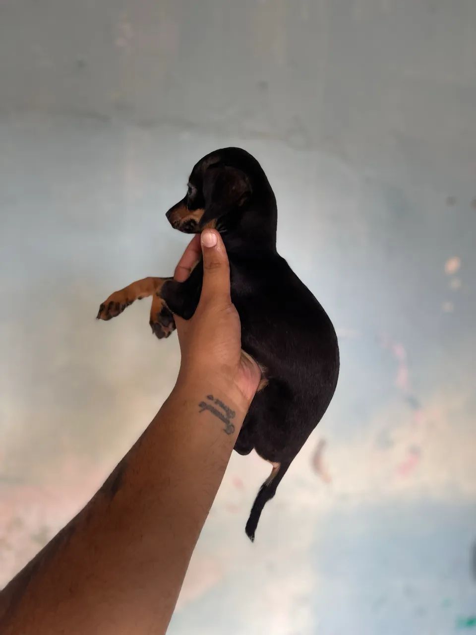 Pincher com salsicha  - Foto 4