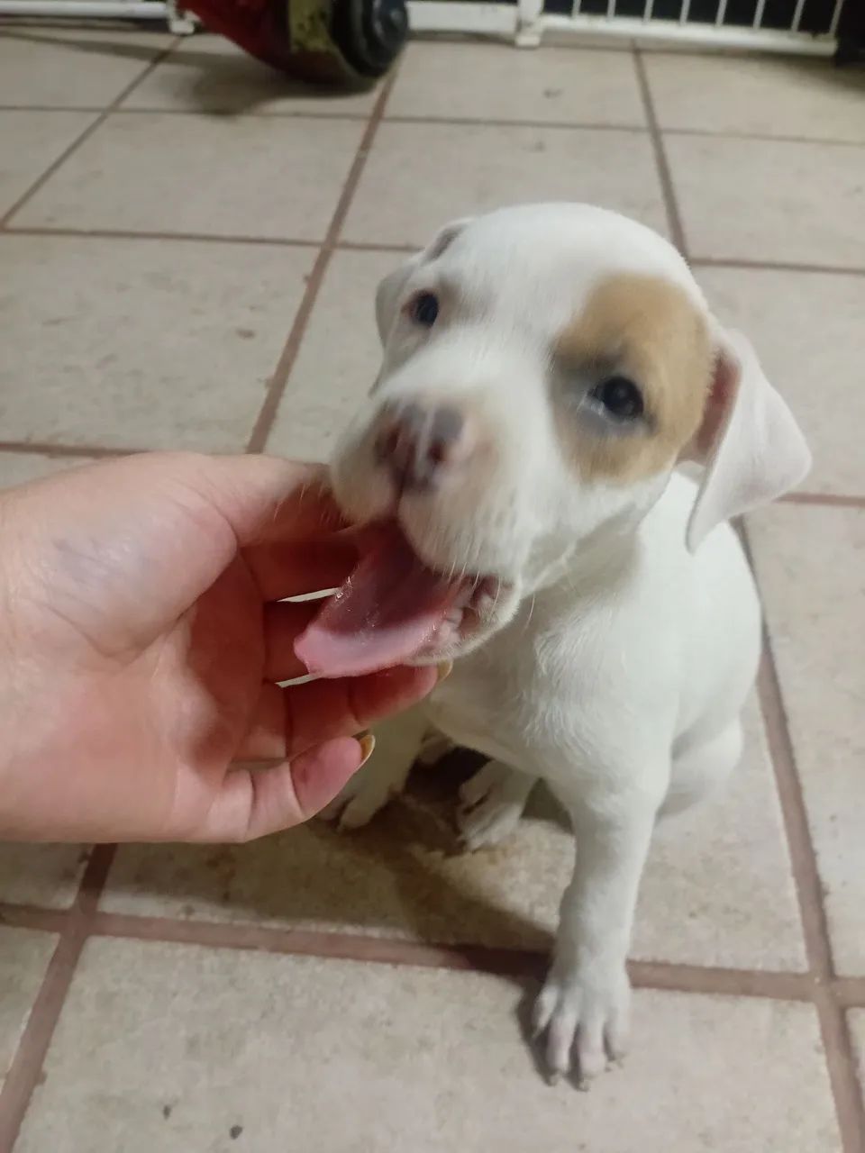 Filhote Pitbull Fêmea  - Foto 6