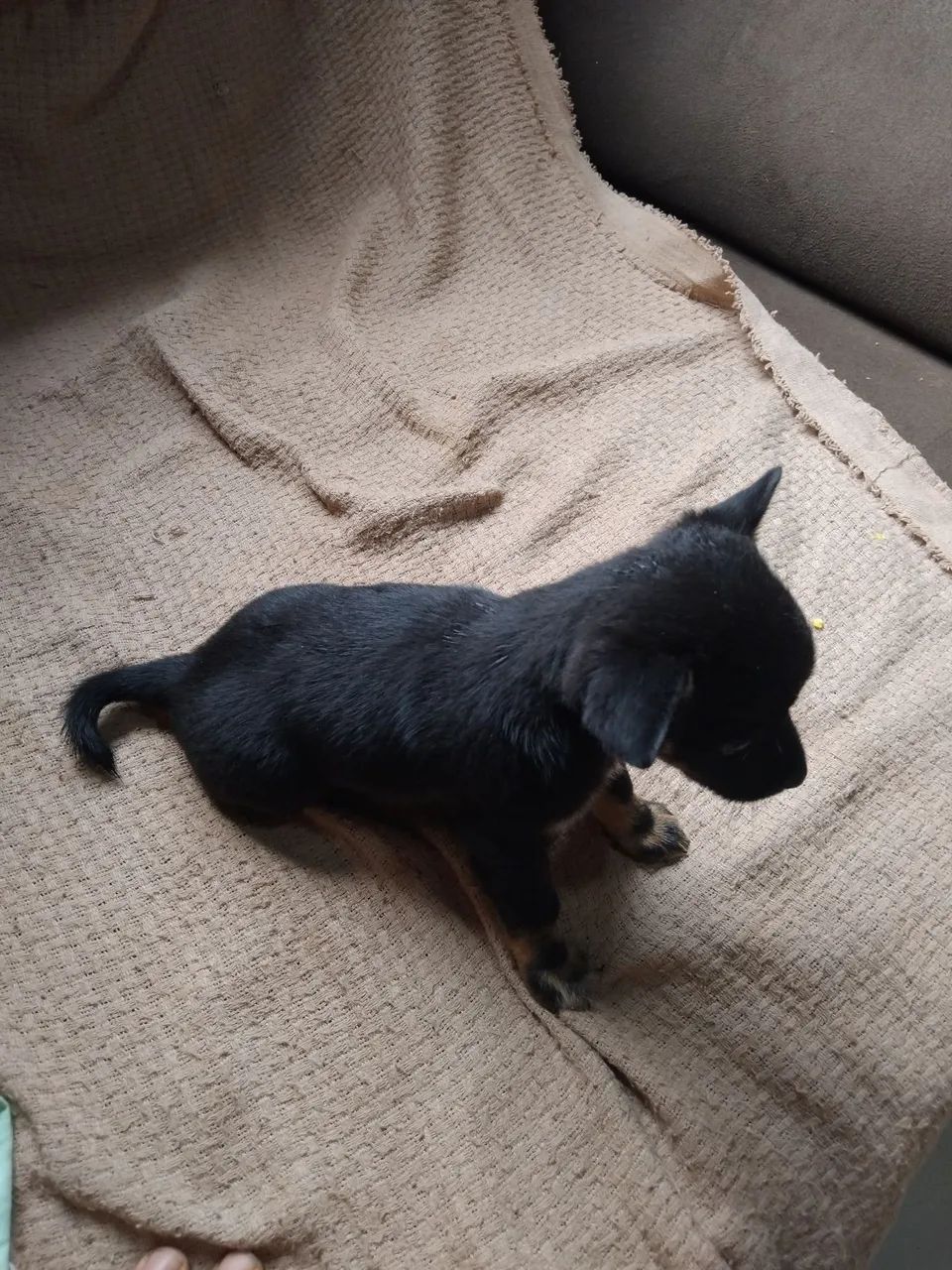 Chihuahua pelo curto  - Foto 3