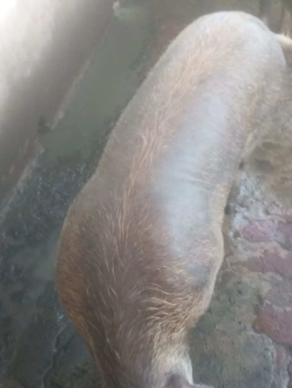 Vendo reprodutor duroc