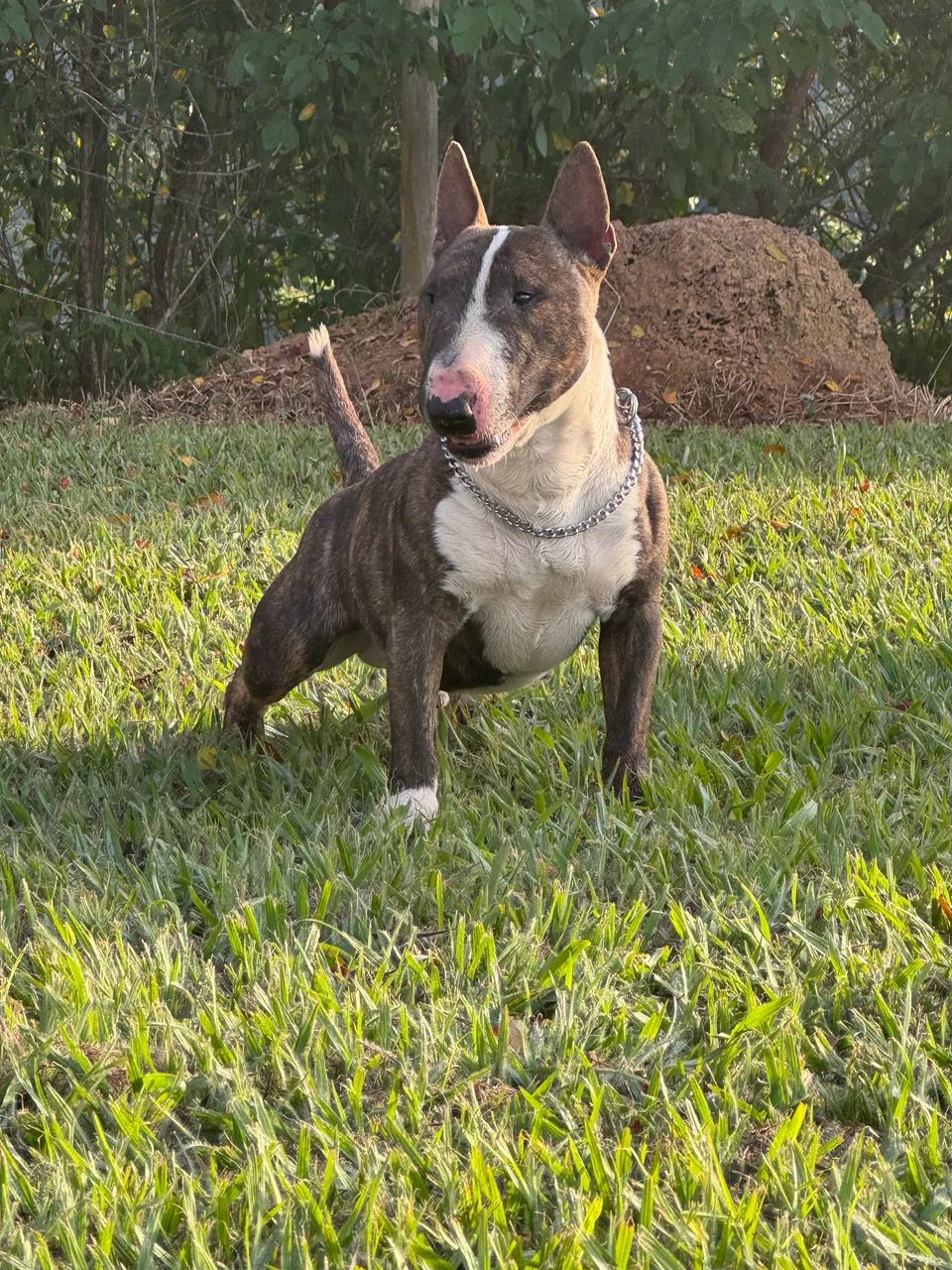 Mini bull terrier - Foto 3