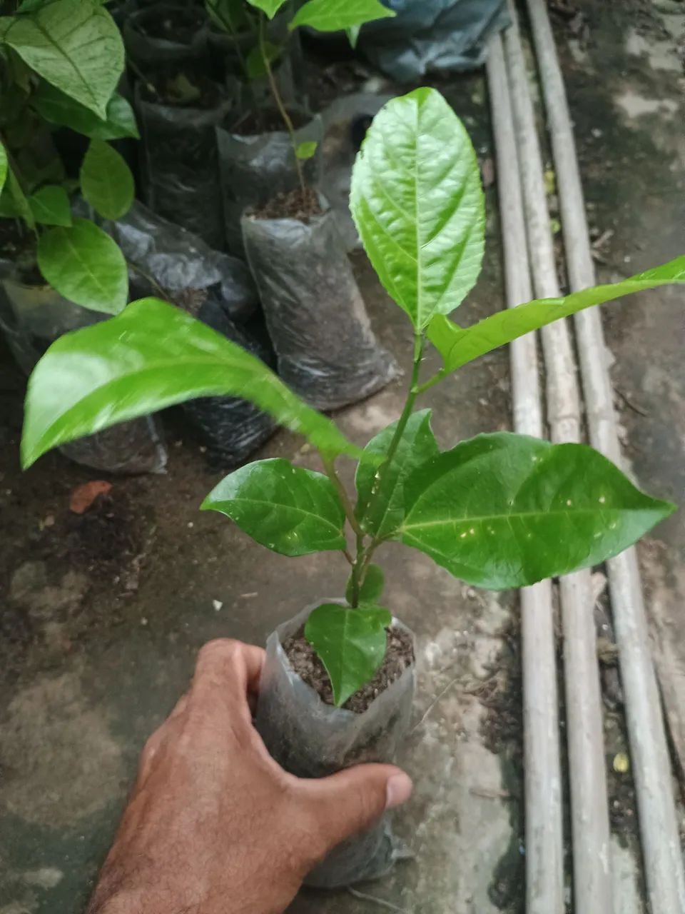 Muda de maracujá  - Foto 2