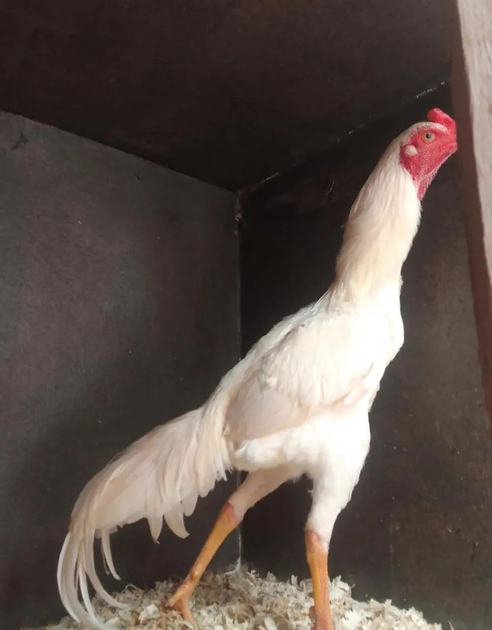 Vendo frango 