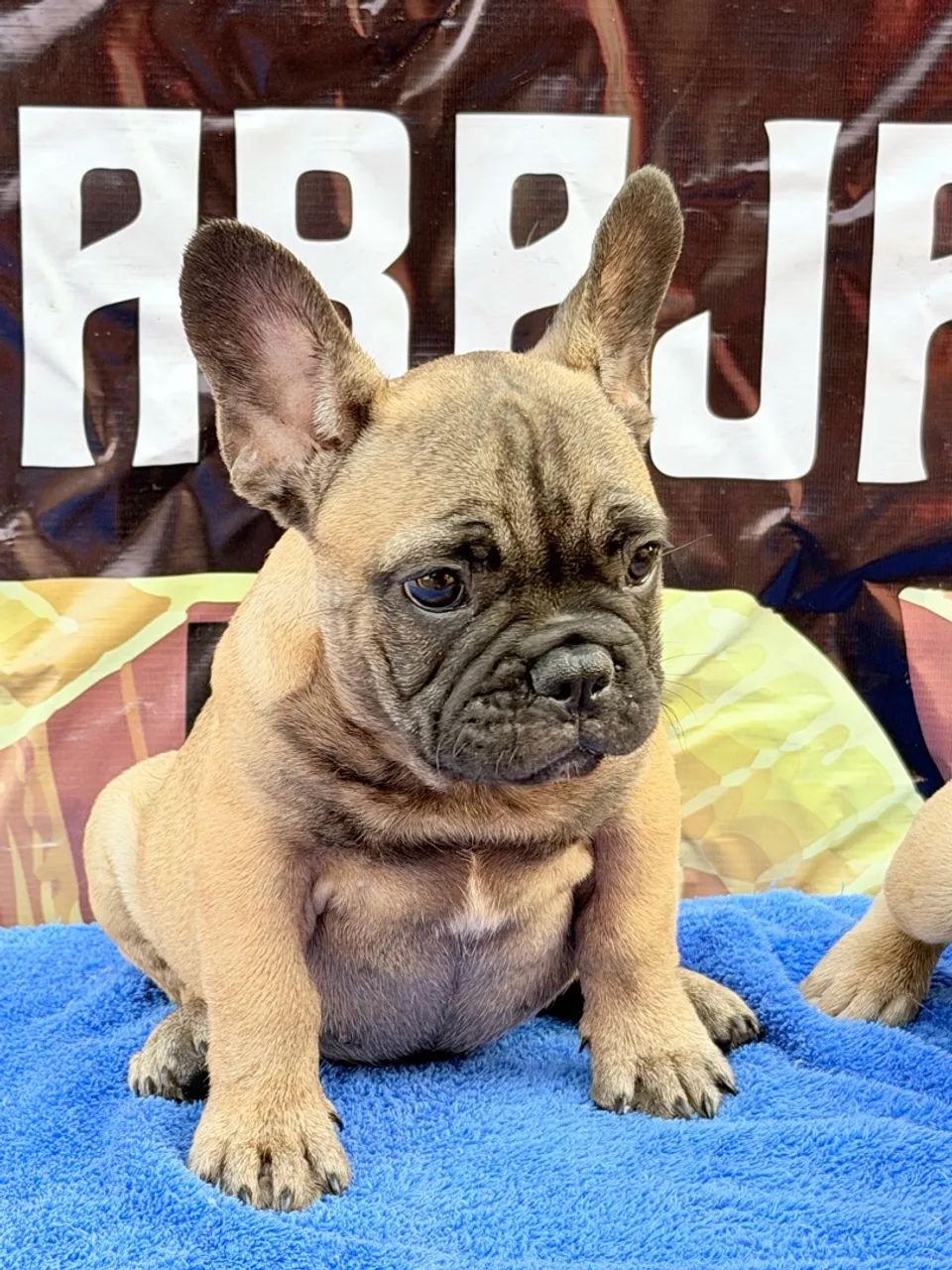 Buldogue francês micro exótico  - Foto 2