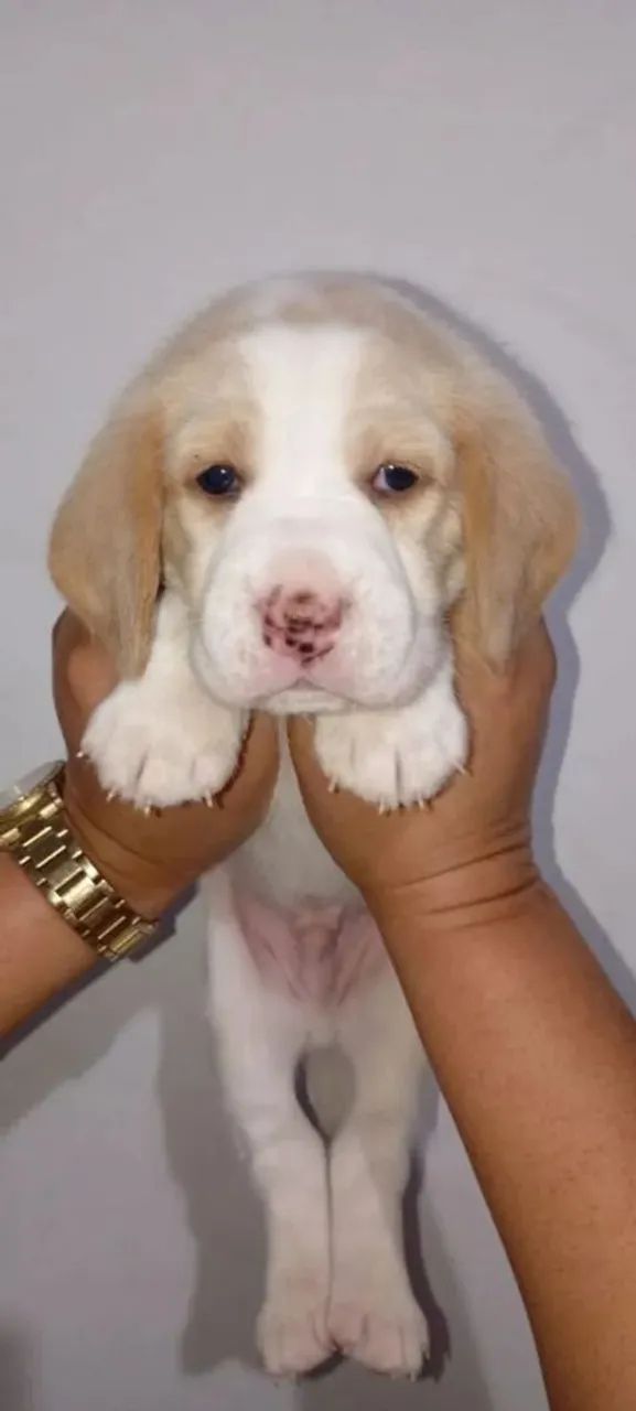 Beagle seu aliado para vida toda 