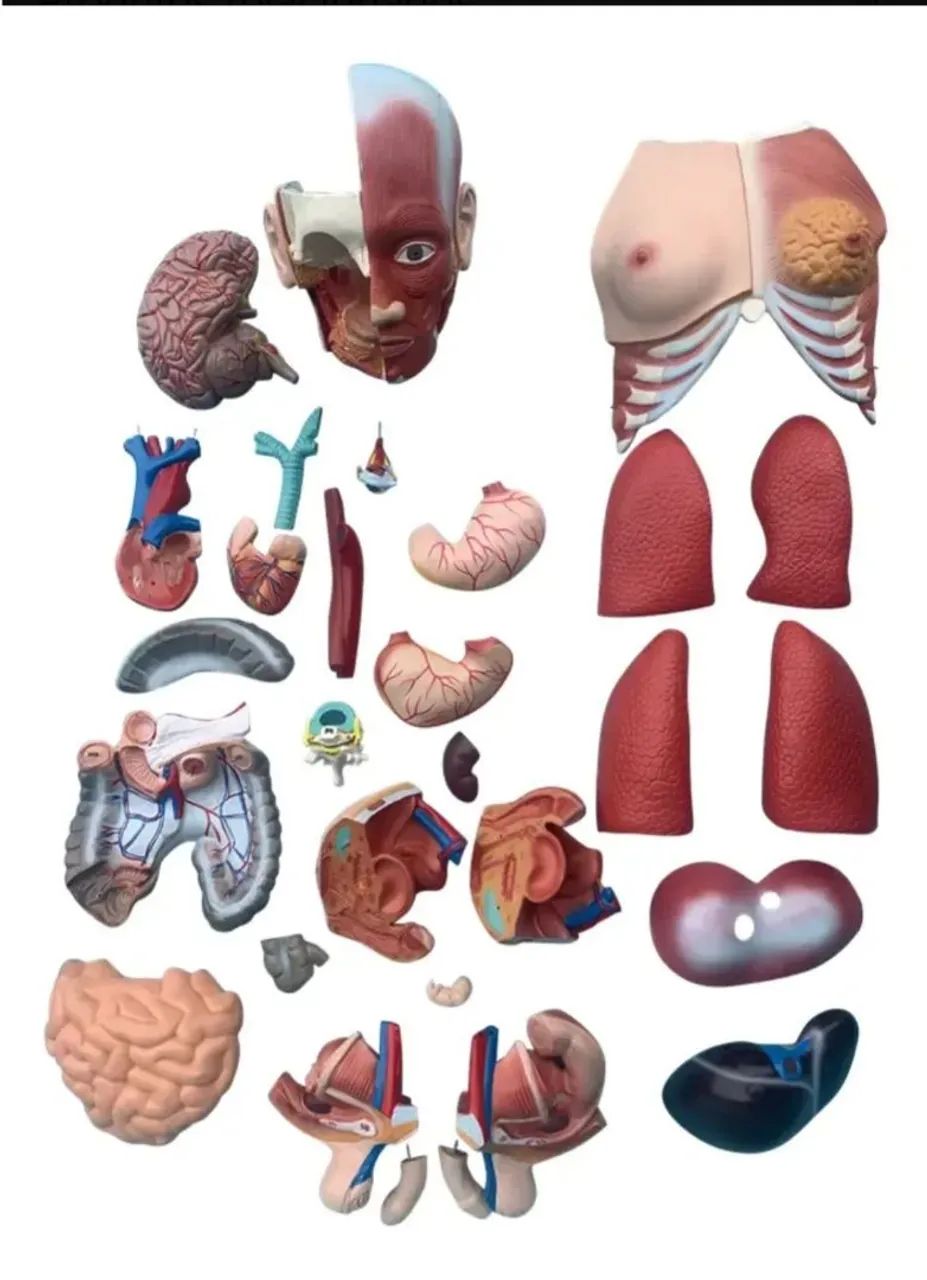 TORSO ANATÔMICO HUMANO 85CM 30 PÇS - Foto 4