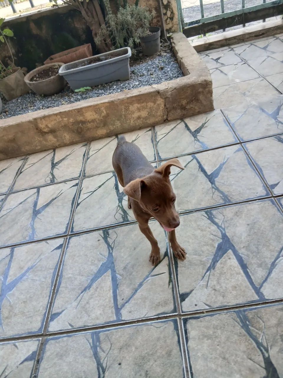 Cachorra Pincher  - Foto 4