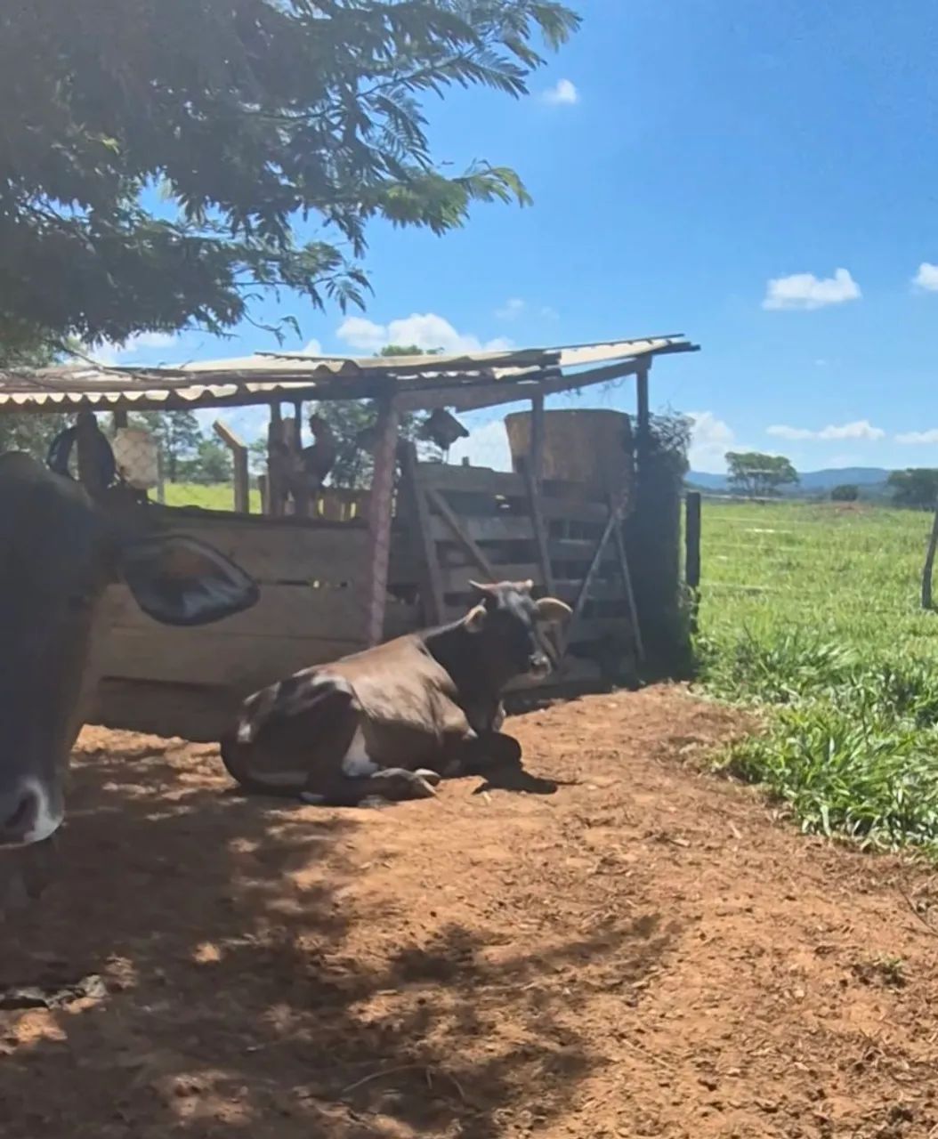 10 novilhas cruzada entre 18 a 20 mês $2.900 cada - Foto 3
