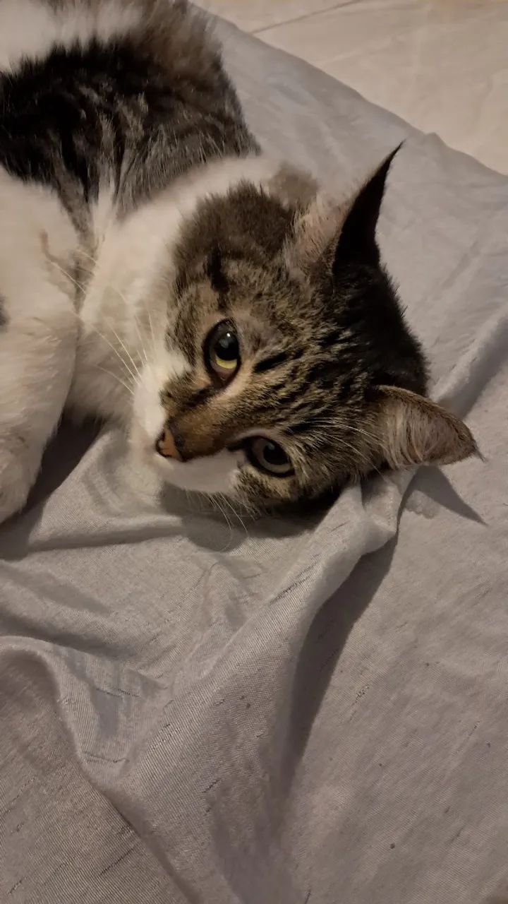 Gatinha Para Adoção  - Foto 6