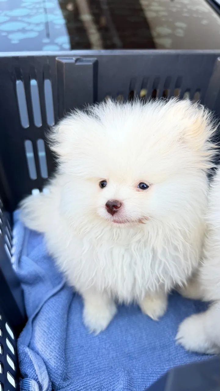 Spitz alemão 
