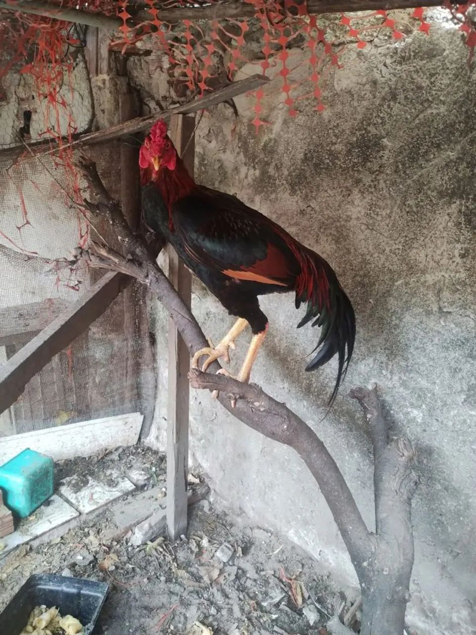 Vendo
