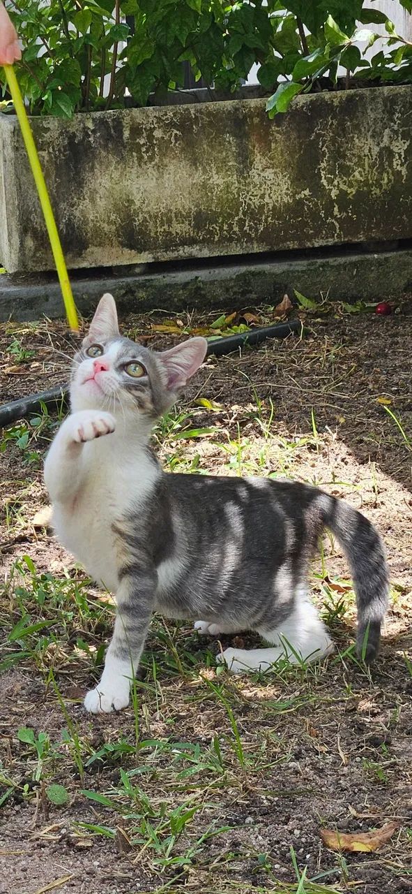 Doação gatinho bebê  - Foto 2