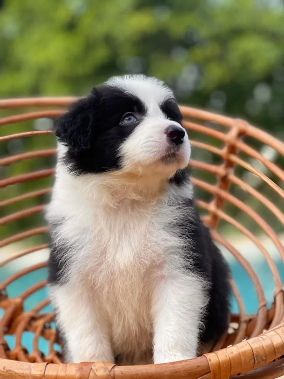 BORDER collie para Bahia  - Foto 5